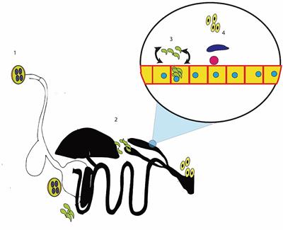 Botanicals: A promising approach for controlling cecal coccidiosis in poultry